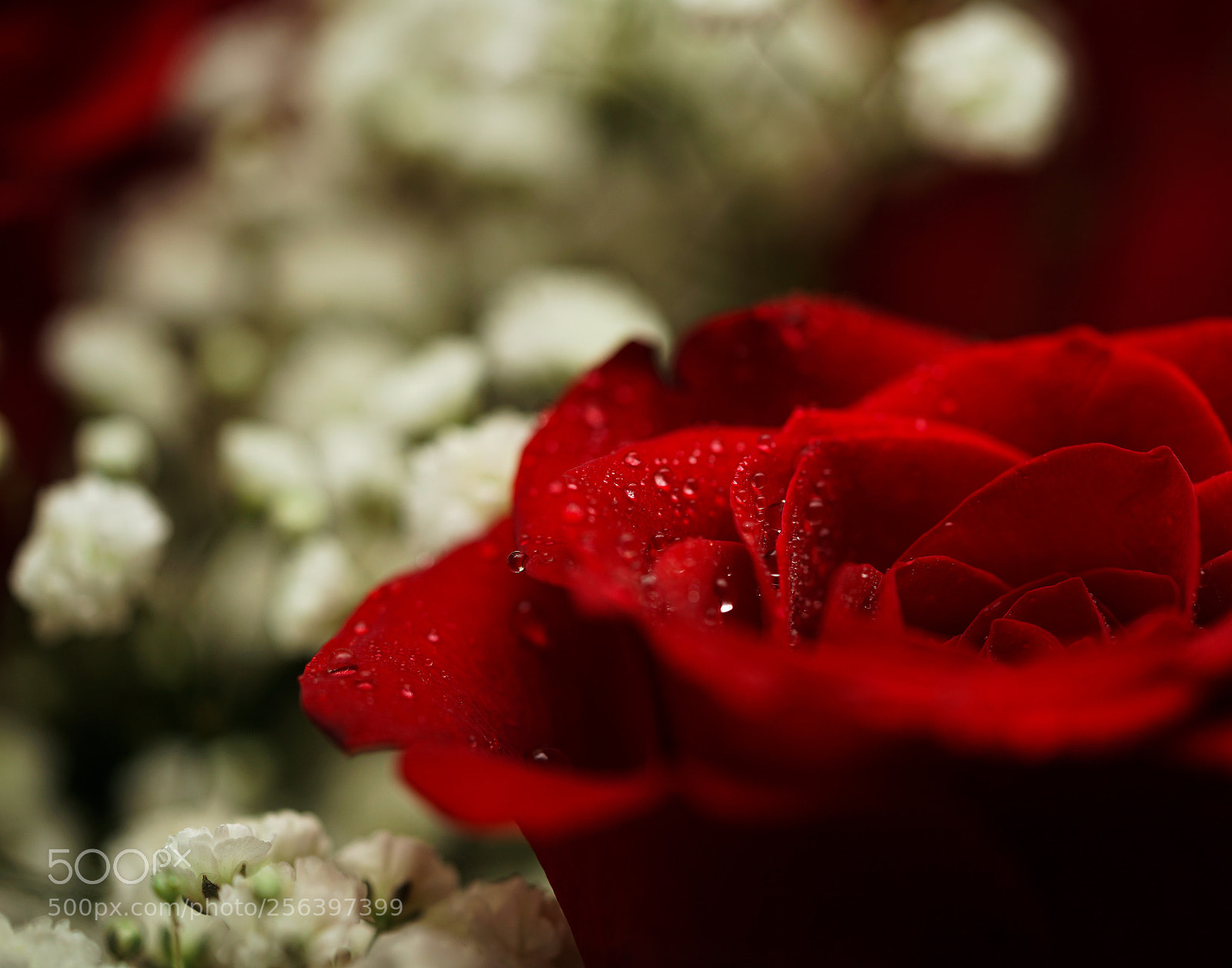 Sony a7 II sample photo. Rose photography