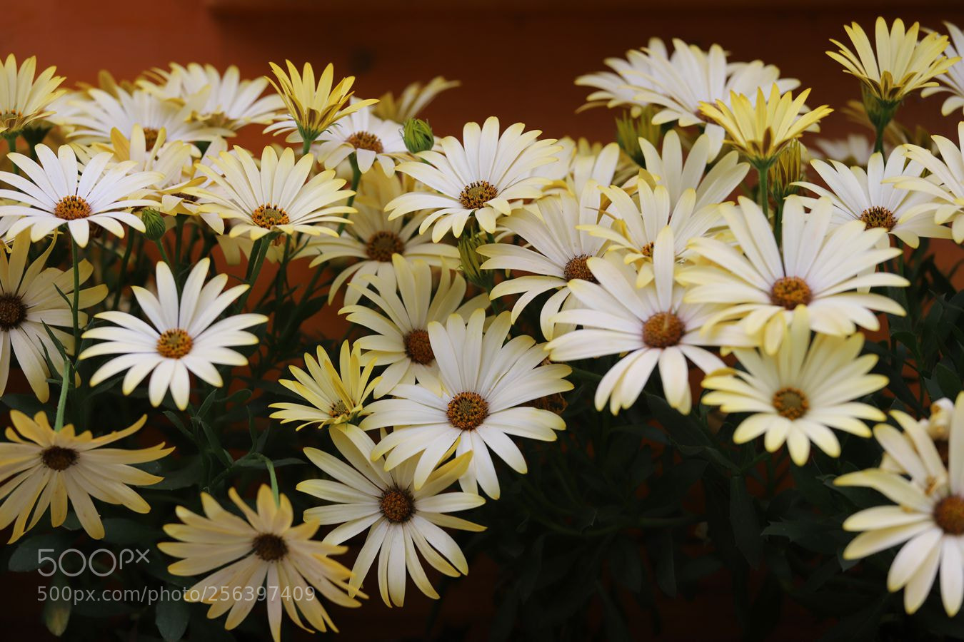 Canon EOS 6D Mark II sample photo. Untitled photography