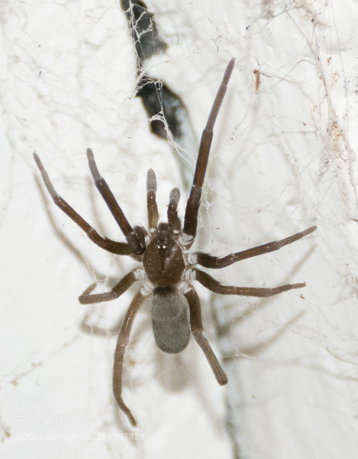Nikon D7200 sample photo. Araña photography