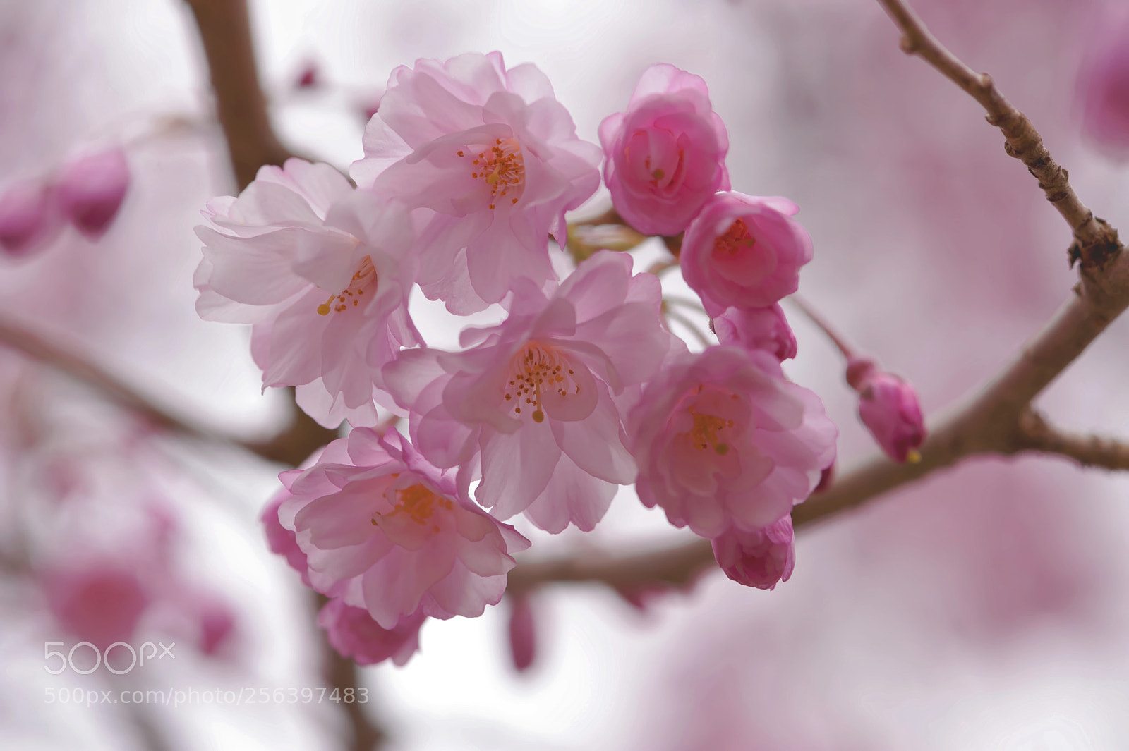 Nikon D700 sample photo. Pretty in pink photography