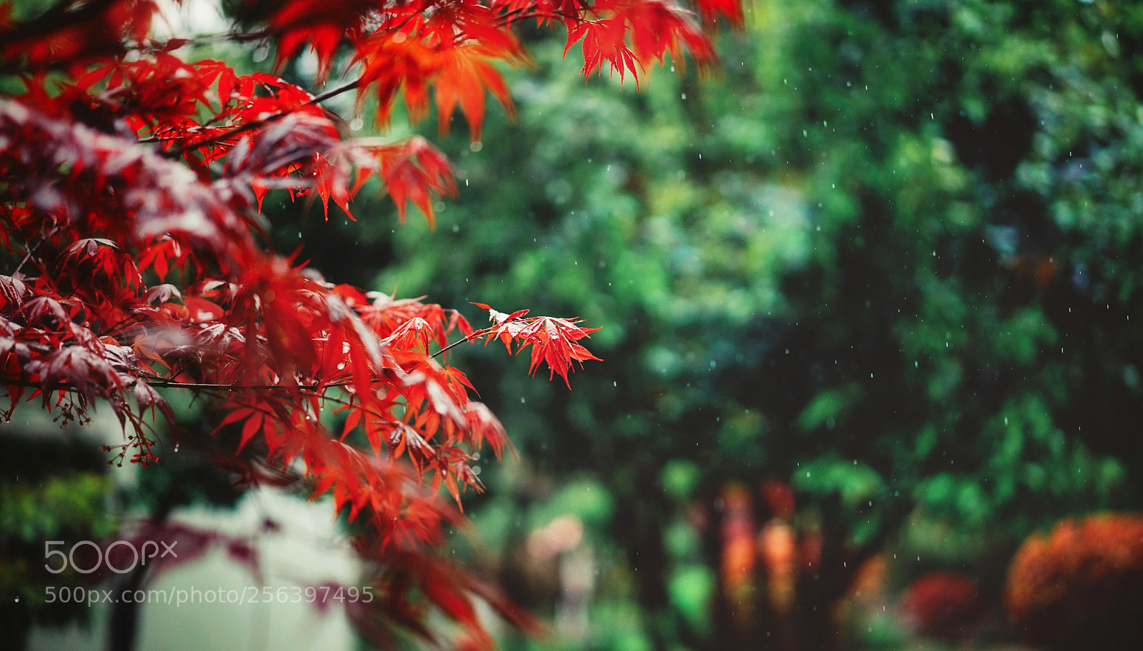 Sony a7 II sample photo. 清明雨上 photography