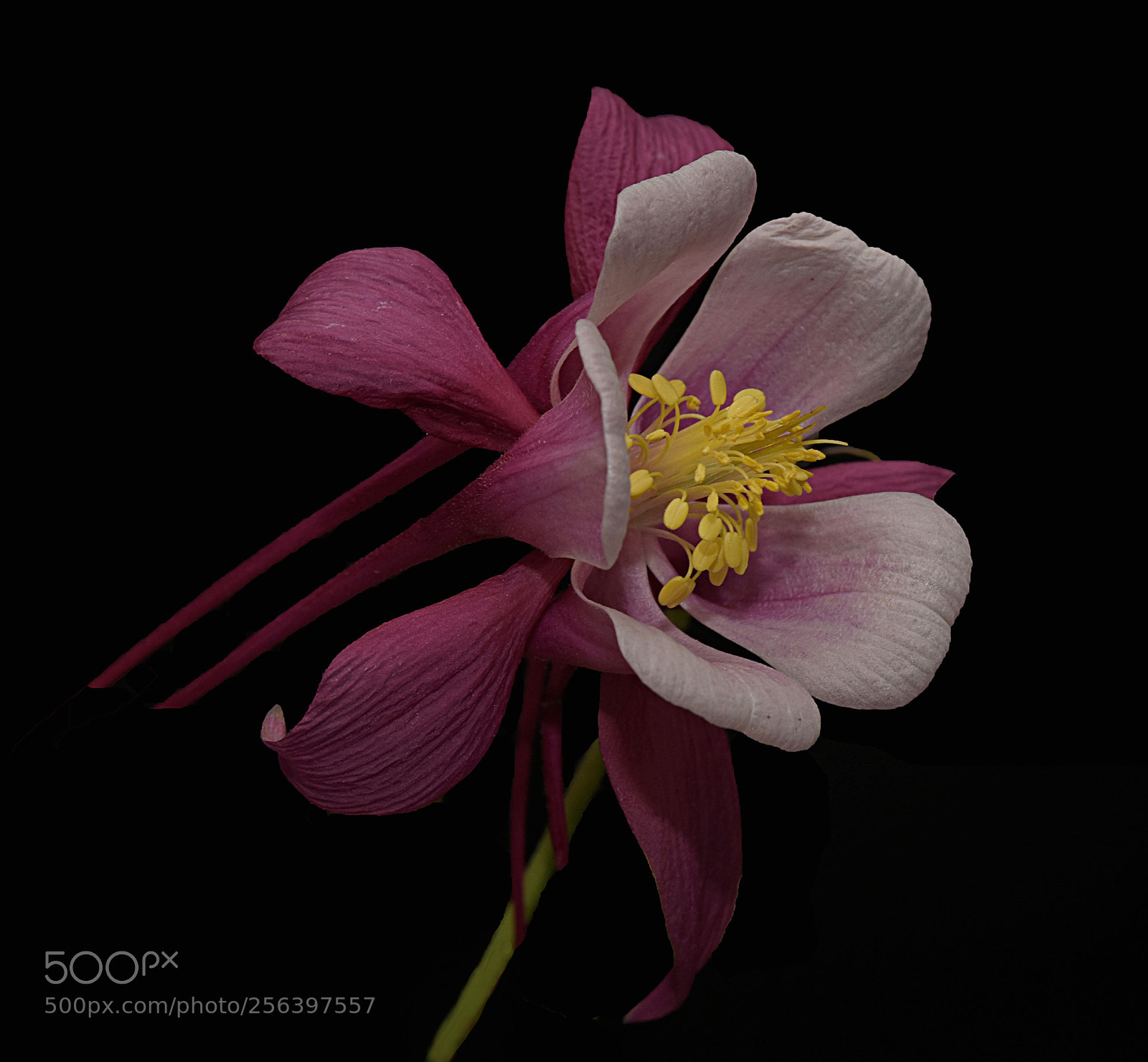 Nikon D810 sample photo. Pink columbine photography