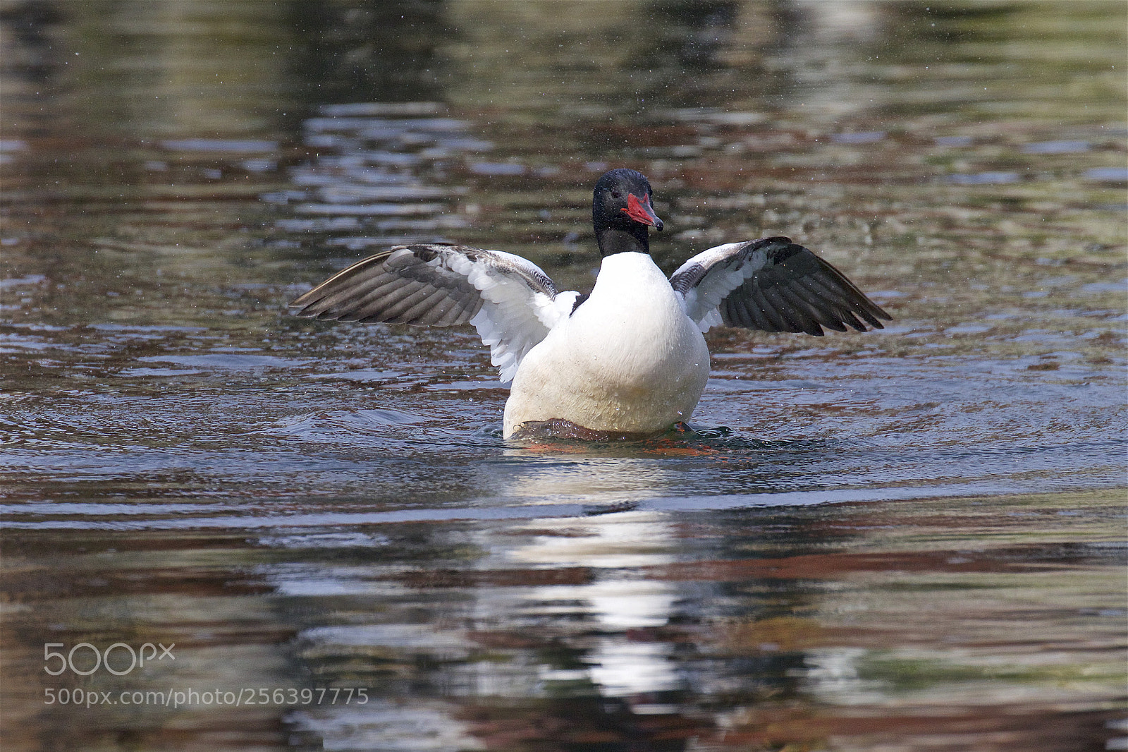 Canon EOS 7D Mark II sample photo. A male merganser photography
