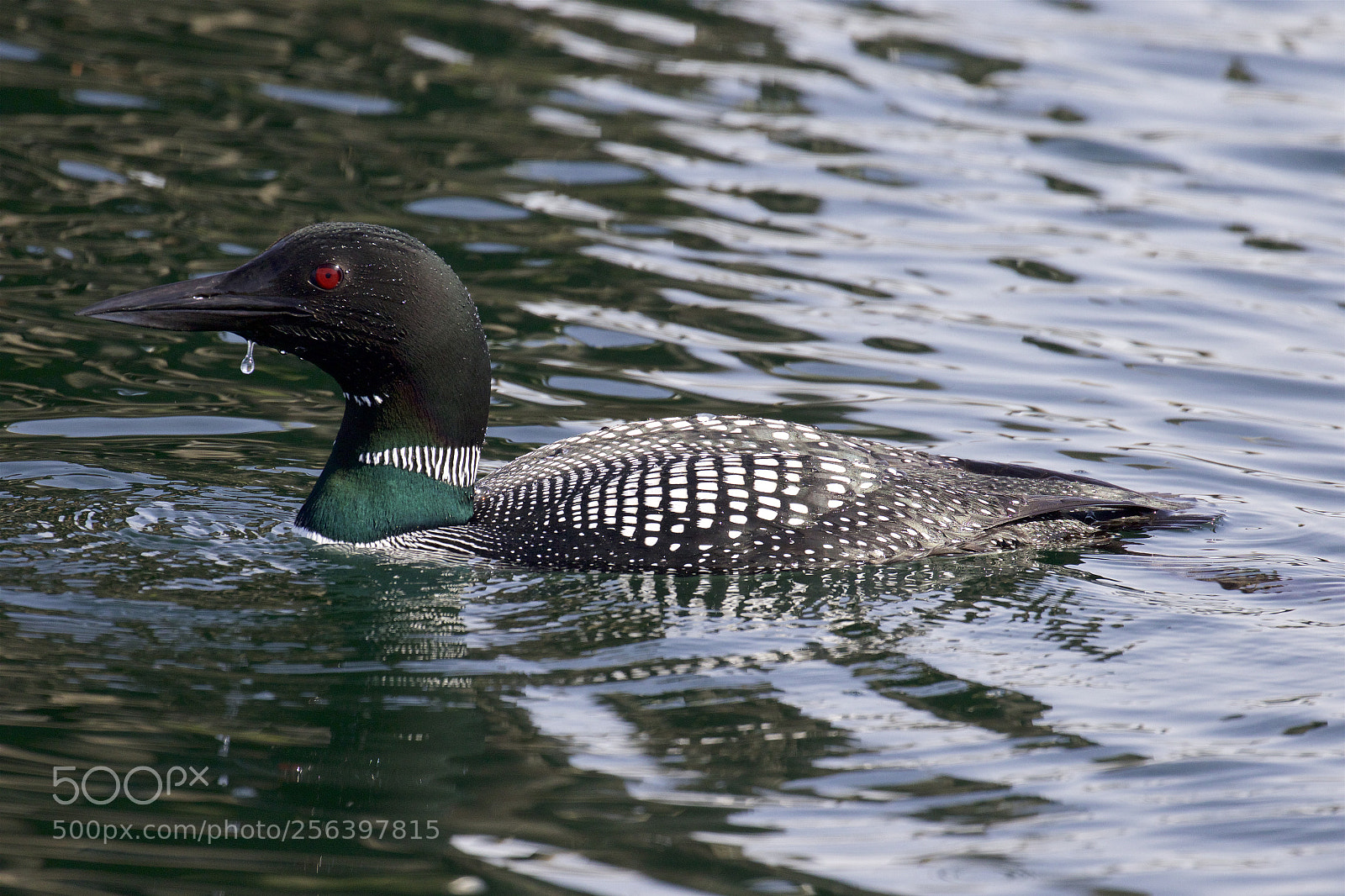 Canon EOS 7D Mark II sample photo. A common loon photography