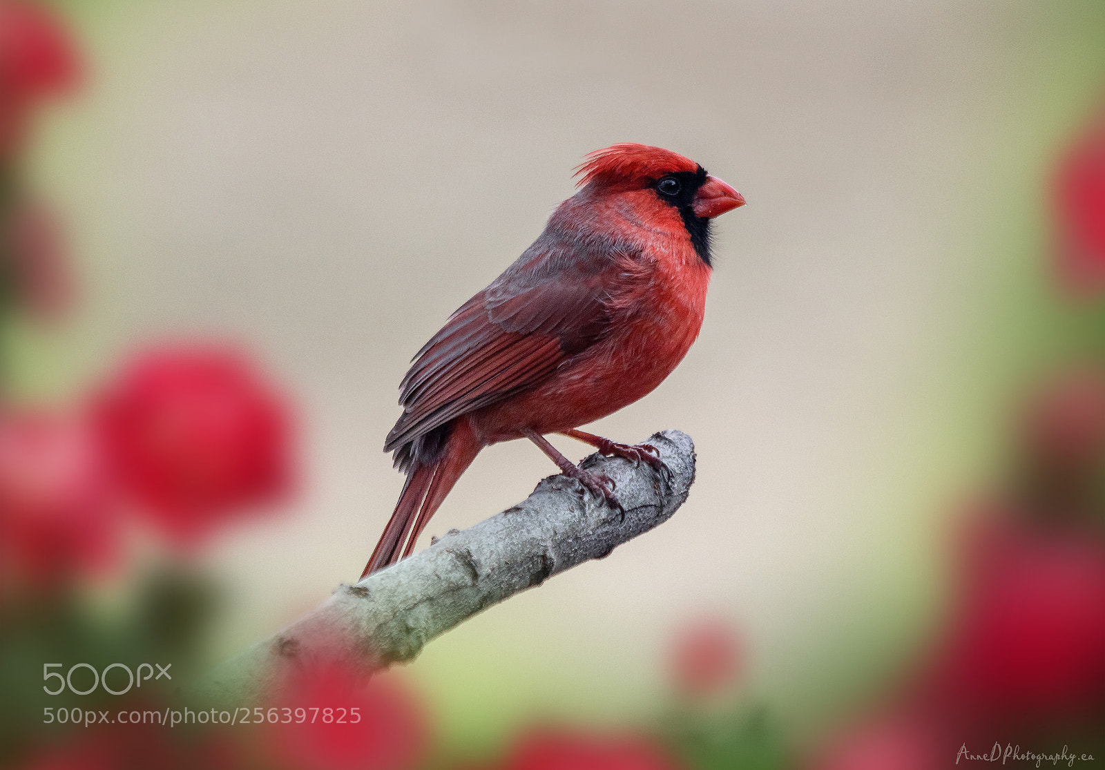 Canon EOS 750D (EOS Rebel T6i / EOS Kiss X8i) sample photo. Cardinal photography