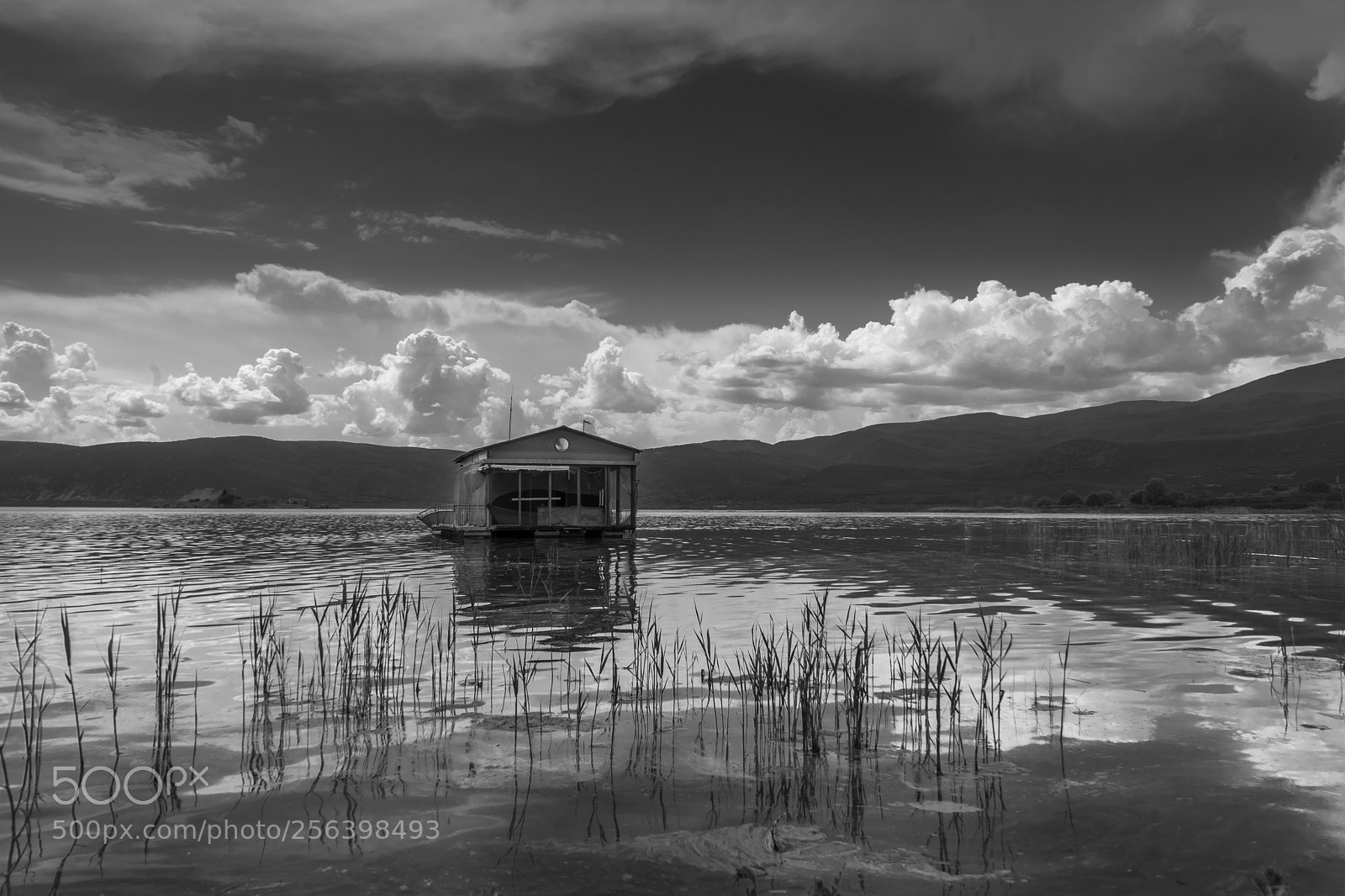 Sony a7 II sample photo. Lake life in mono photography