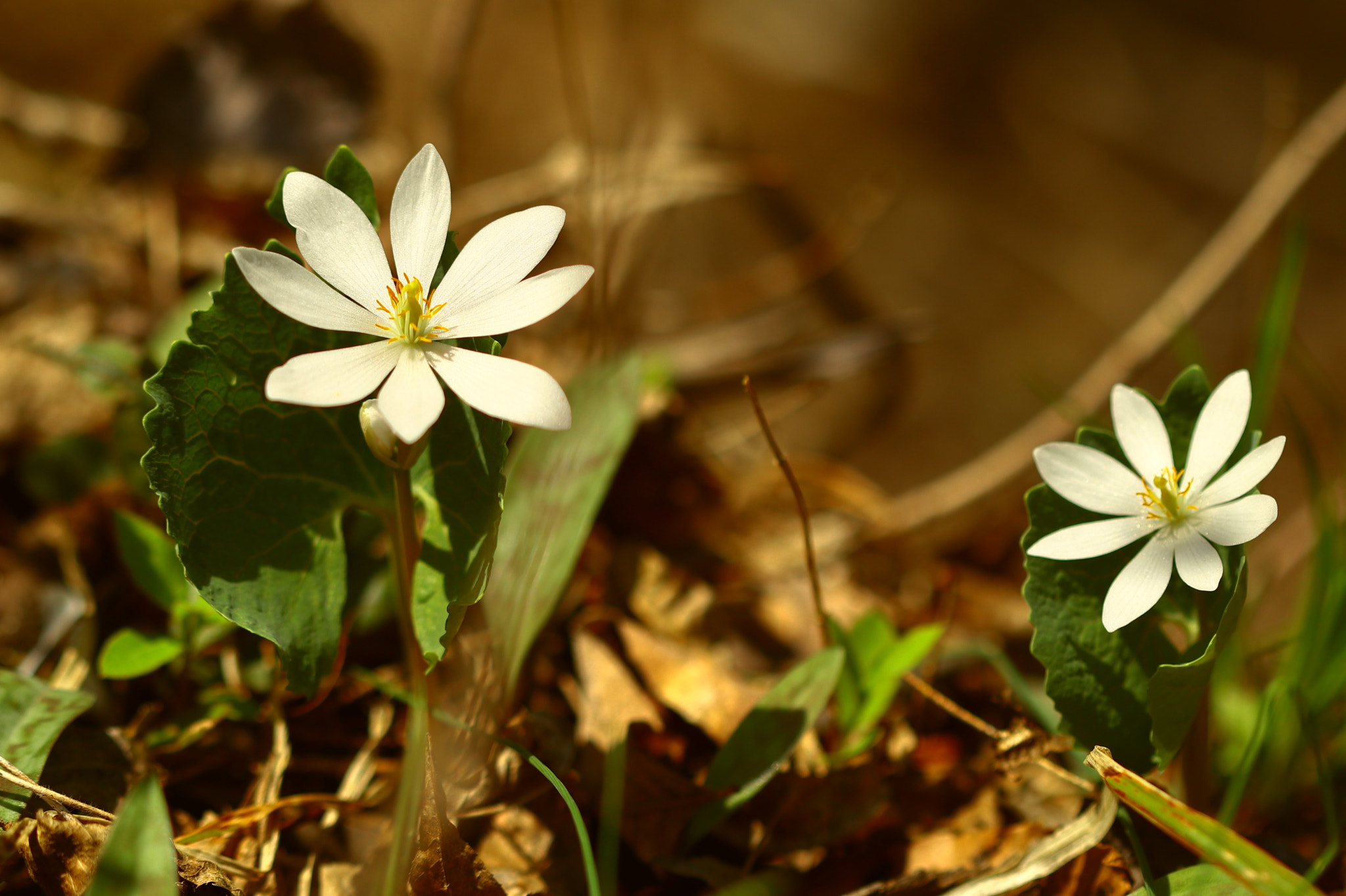 Canon EOS M5 sample photo. Duo photography