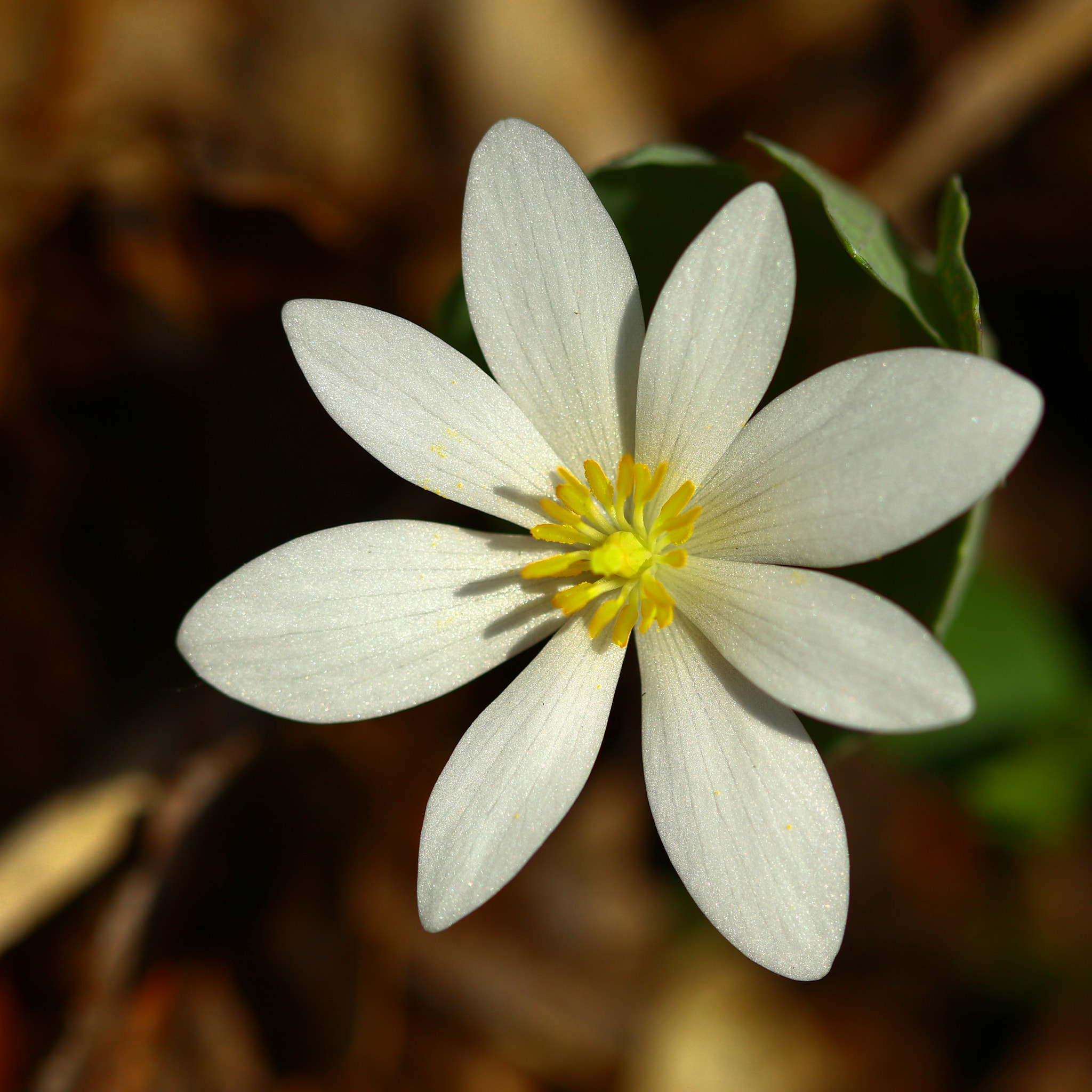 Canon EOS M5 sample photo. White star photography