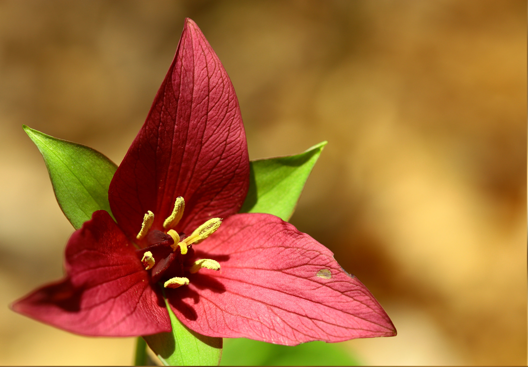 Canon EOS M5 sample photo. Trillium erectum photography