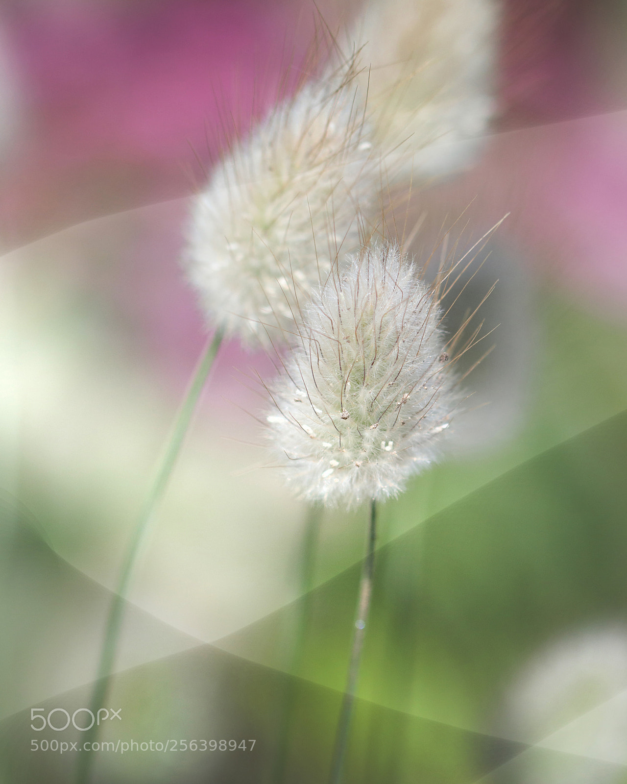 Canon EOS 80D sample photo. Untitled photography