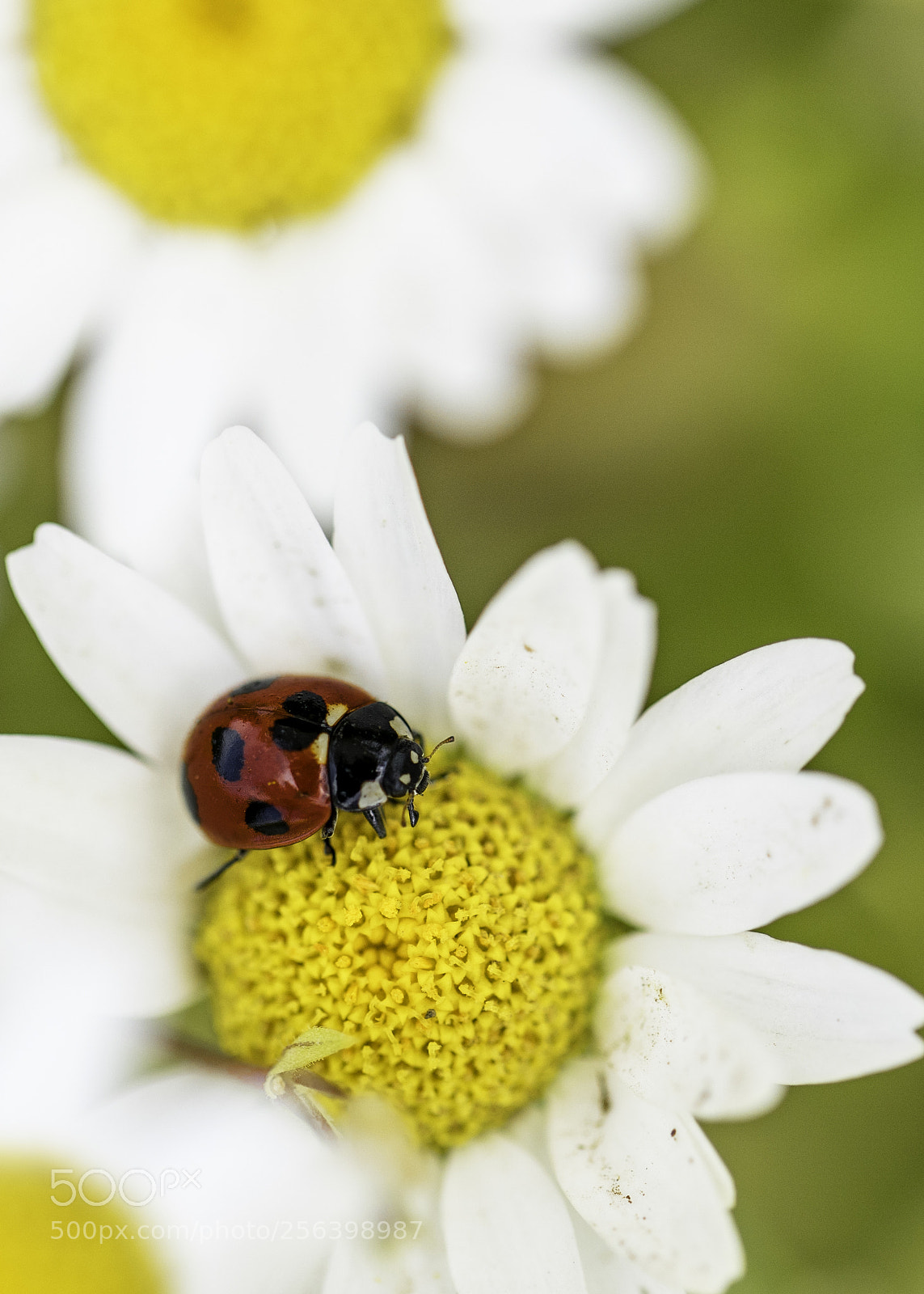 Sony a7 III sample photo. Ladybug and daisies photography