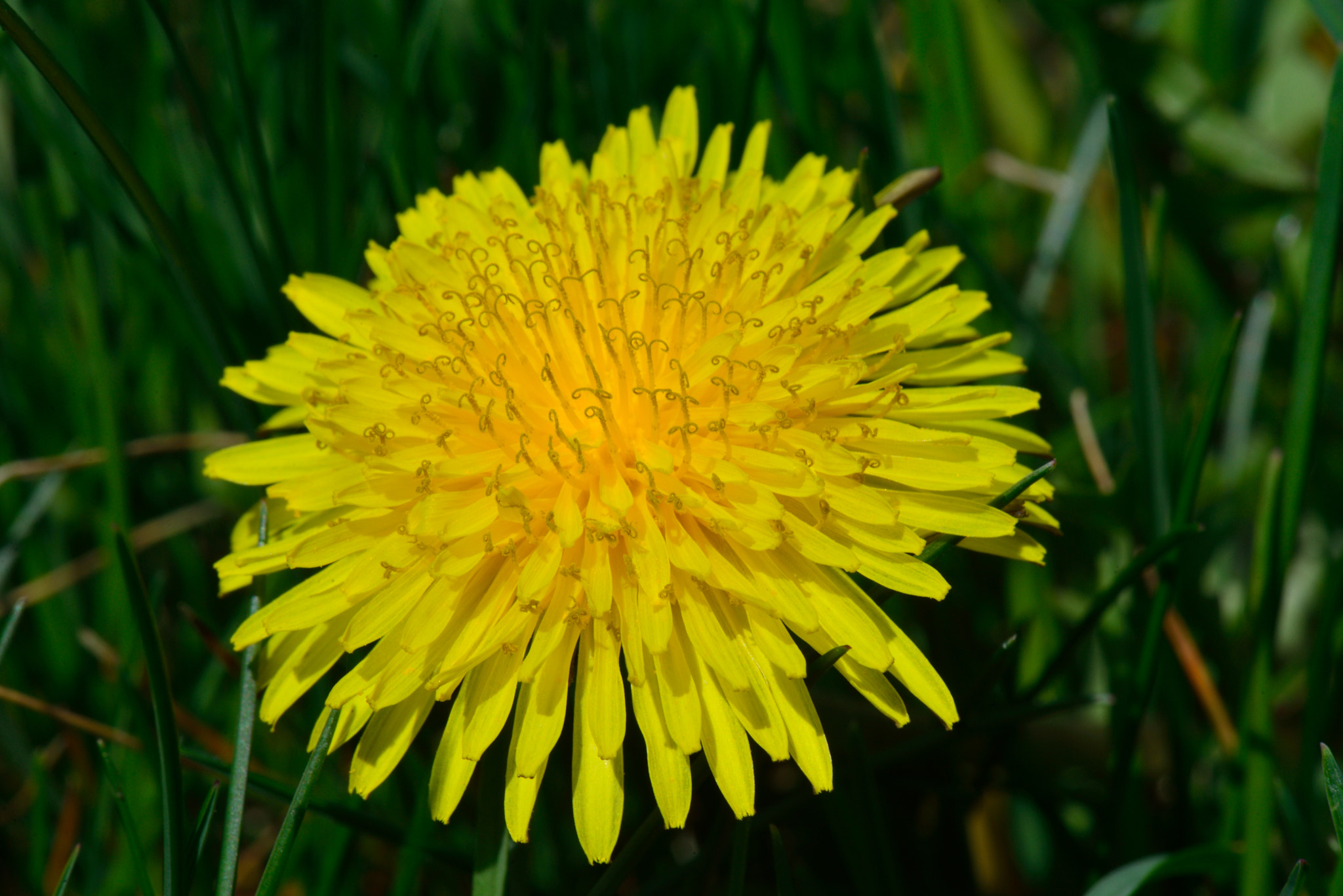 Nikon AF-S Micro-Nikkor 105mm F2.8G IF-ED VR sample photo. Dandelion photography