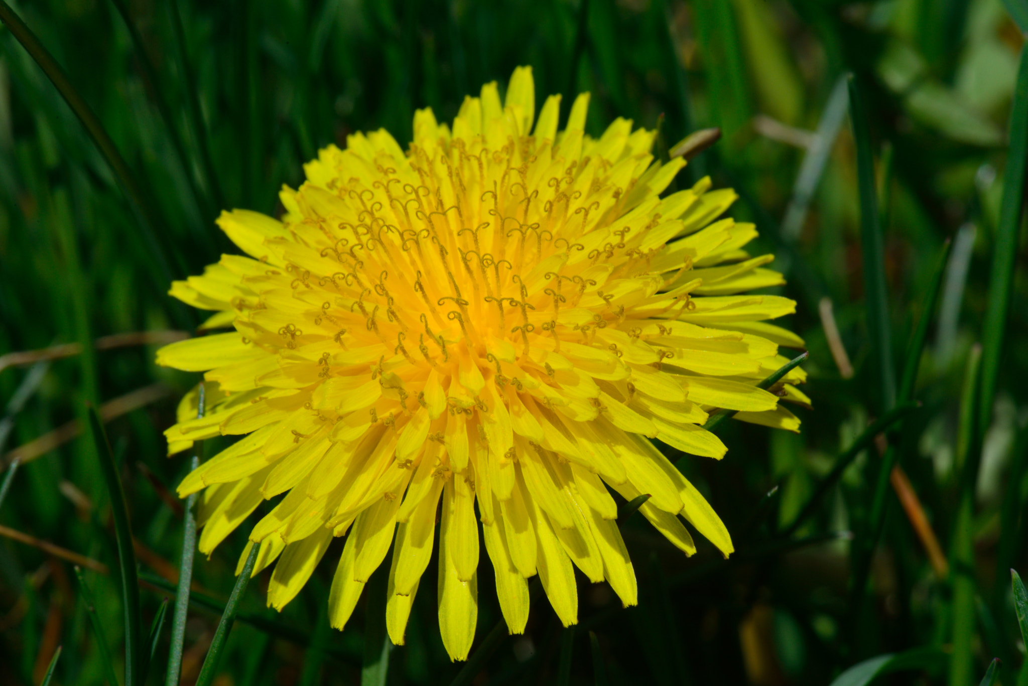 Nikon D610 + Nikon AF-S Micro-Nikkor 105mm F2.8G IF-ED VR sample photo. Dandelion photography