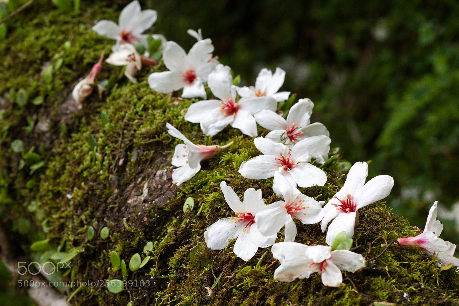 Canon EOS 50D sample photo. 　桐花 photography