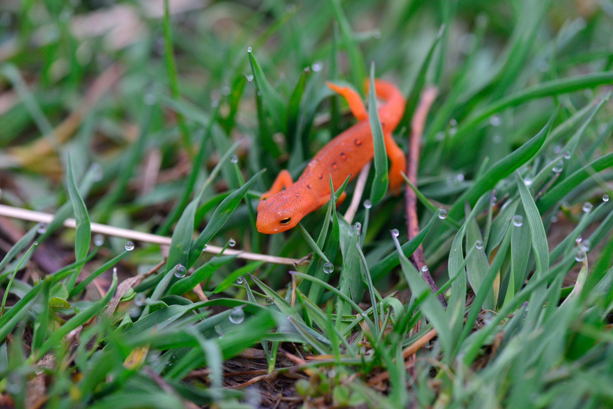 Nikon AF-S Micro-Nikkor 105mm F2.8G IF-ED VR sample photo. Red eft photography