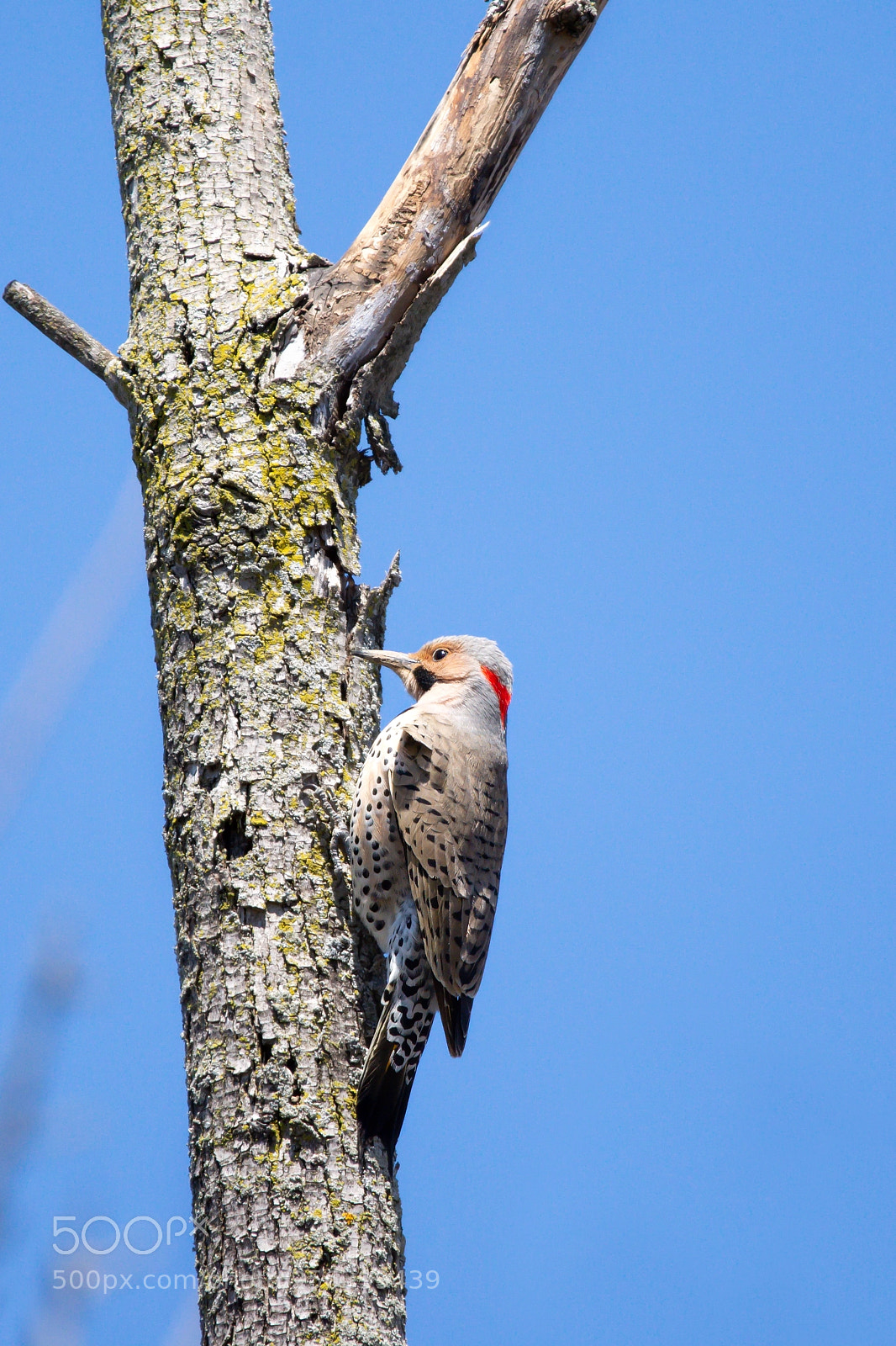 Nikon D7200 sample photo. Male northern flicker photography