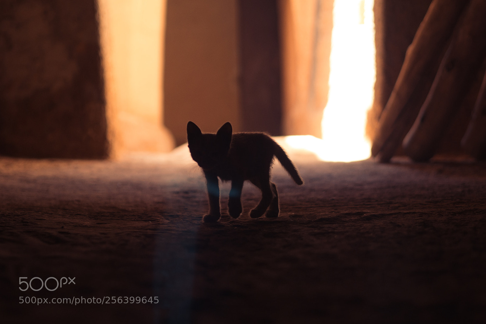 Panasonic Lumix DMC-GX7 sample photo. Orphan kitten in the photography