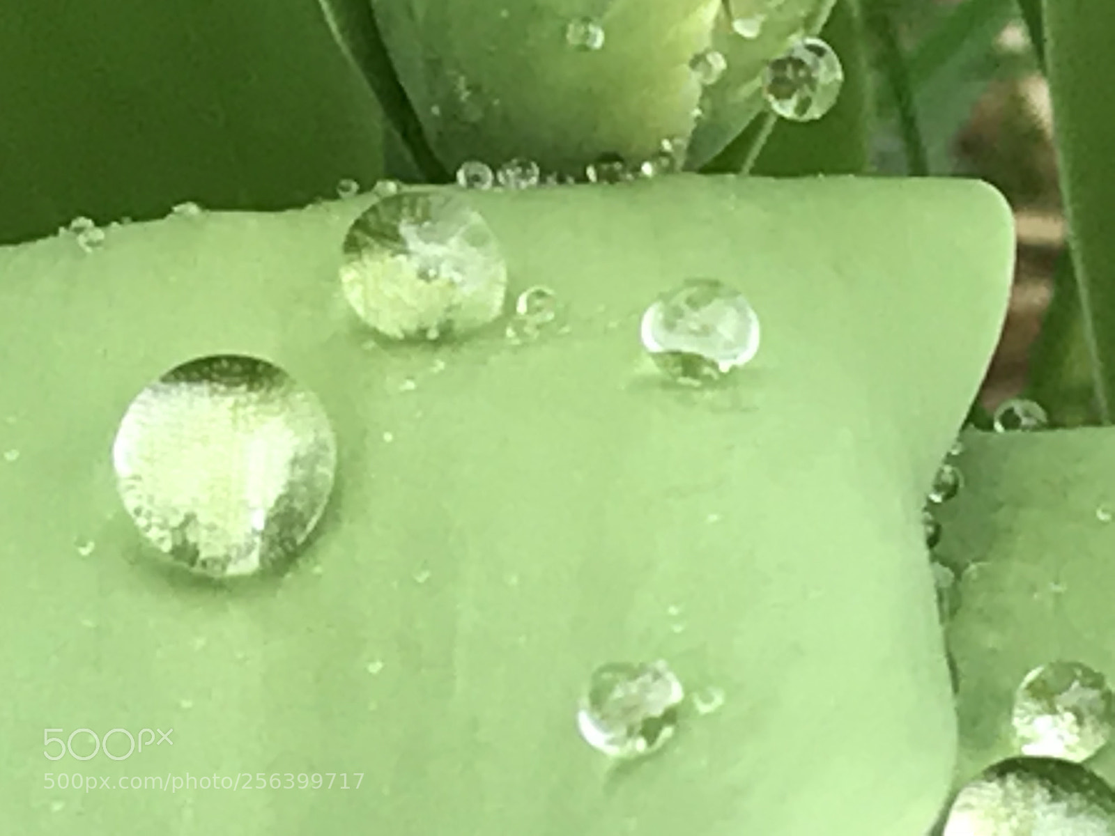 Apple iPhone 7 Plus sample photo. Untitled photography