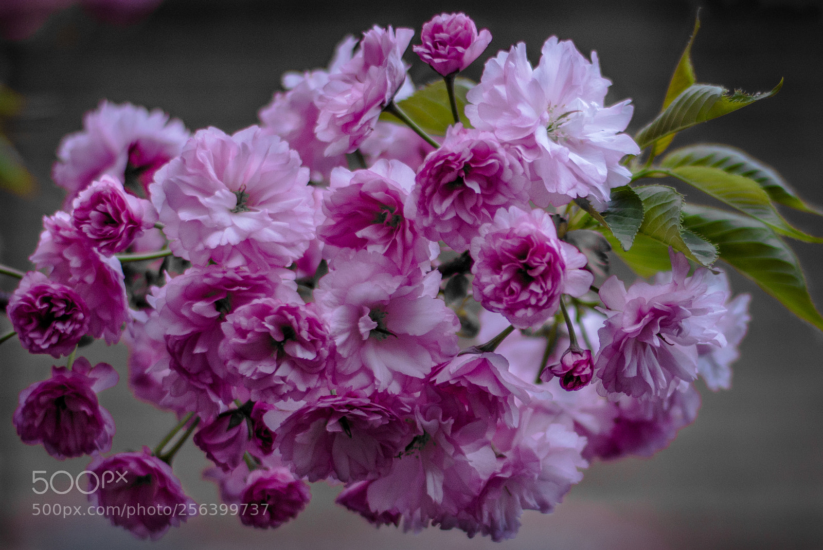 Nikon D5200 sample photo. Spring photography