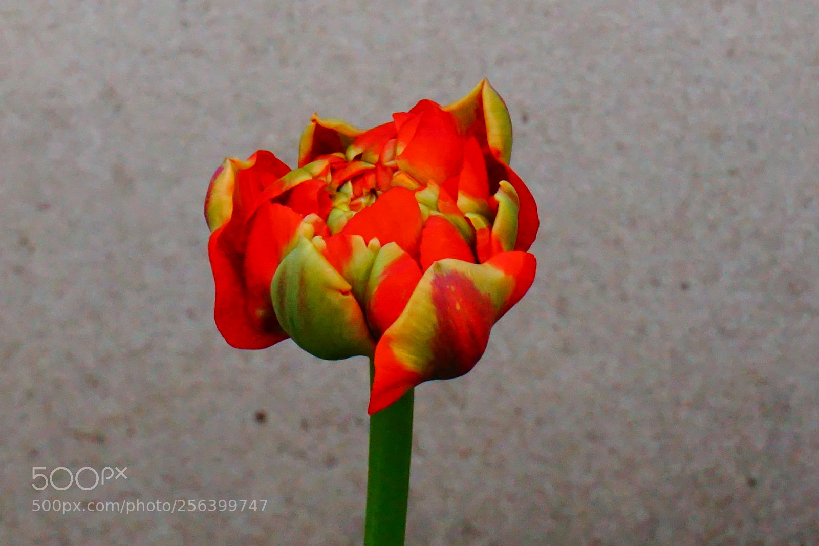 Sony a6000 sample photo. Flowers photography