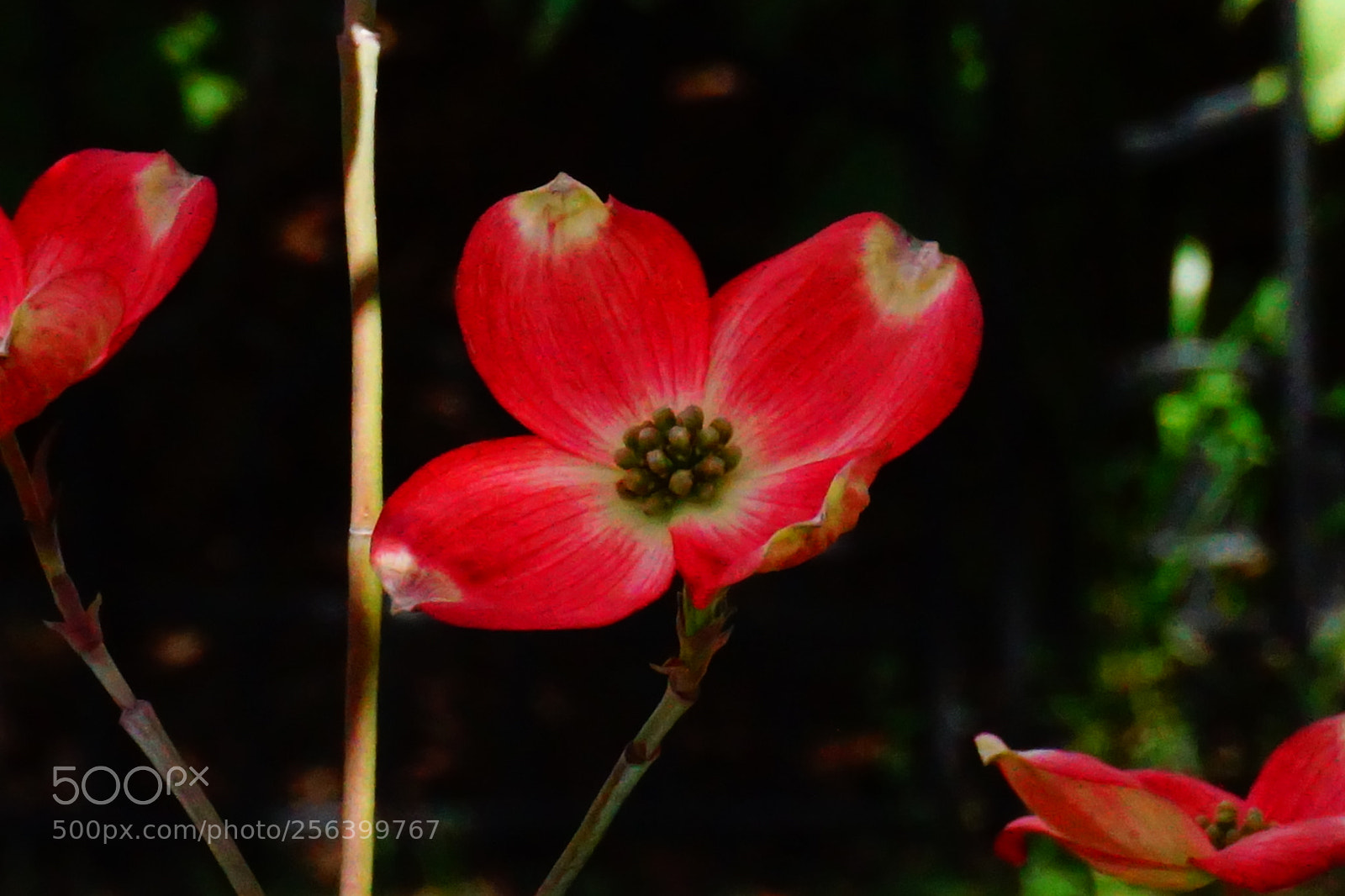 Sony a6000 sample photo. Flowers photography