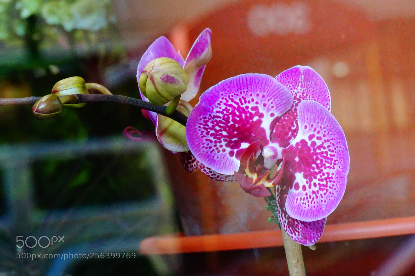 Sony a6000 sample photo. Flowers photography