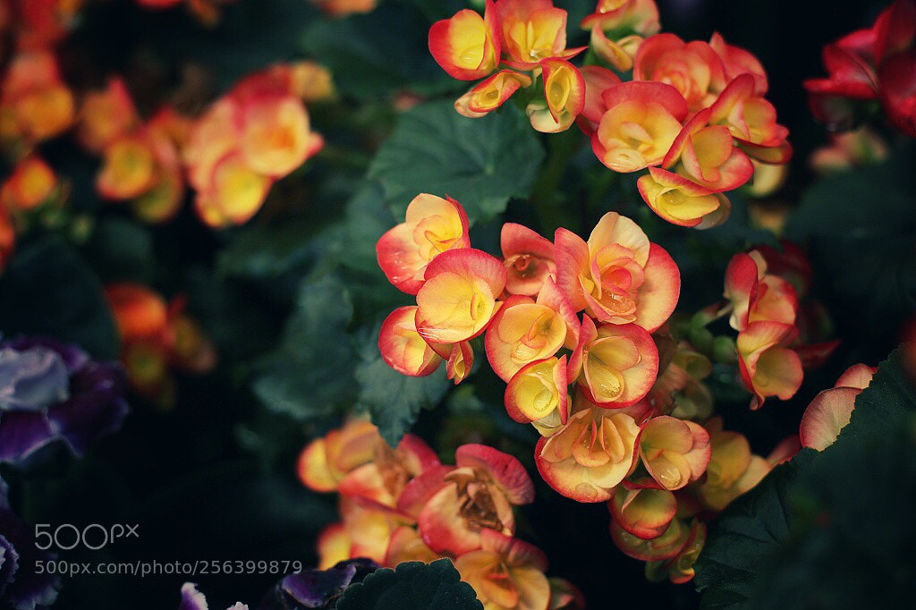 Canon EOS 5D Mark II sample photo. Untitled photography