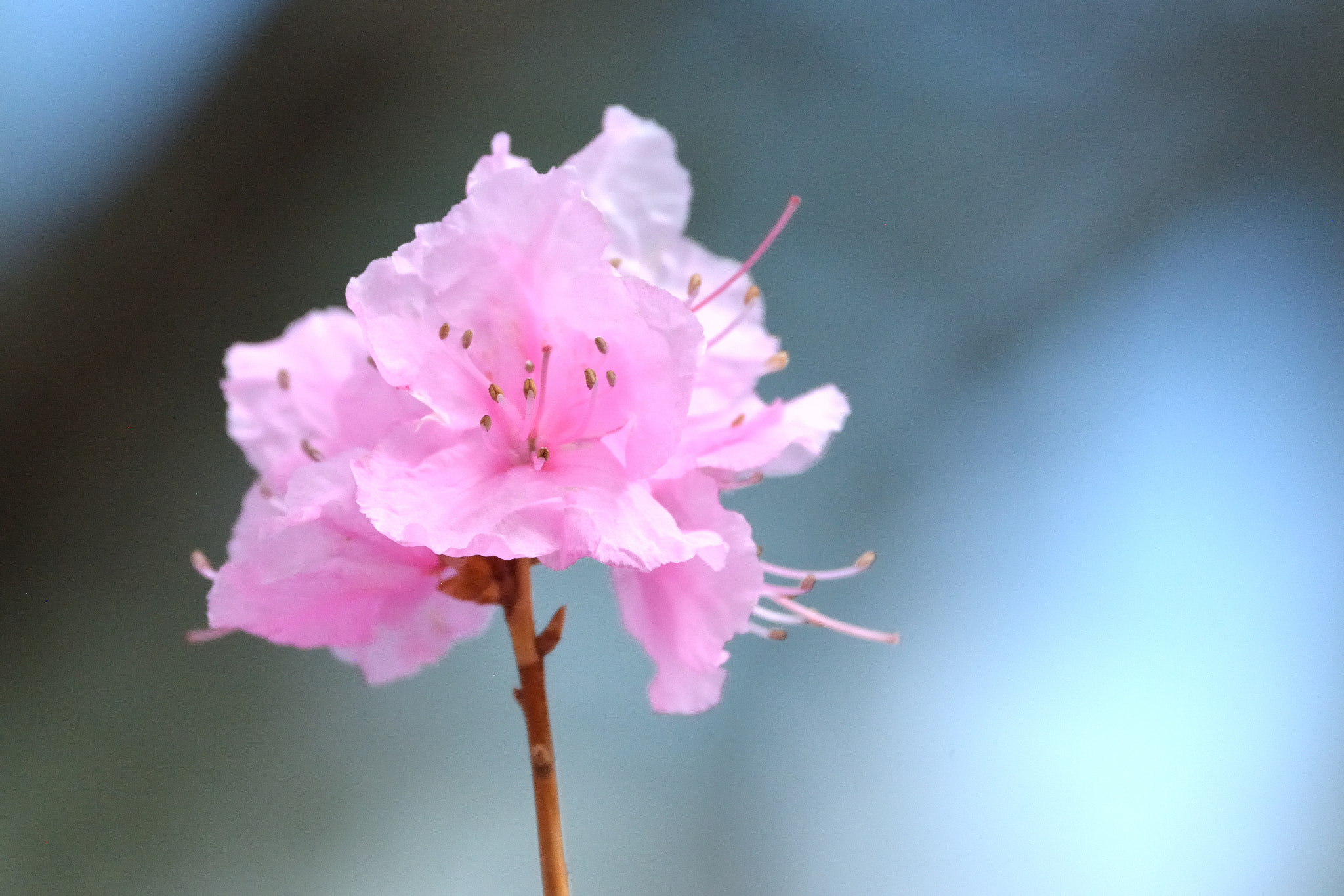 Nikon D600 sample photo. Flower after rain photography