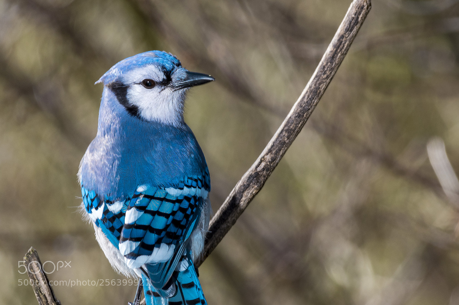 Nikon D810 sample photo. Blue jay closeup photography