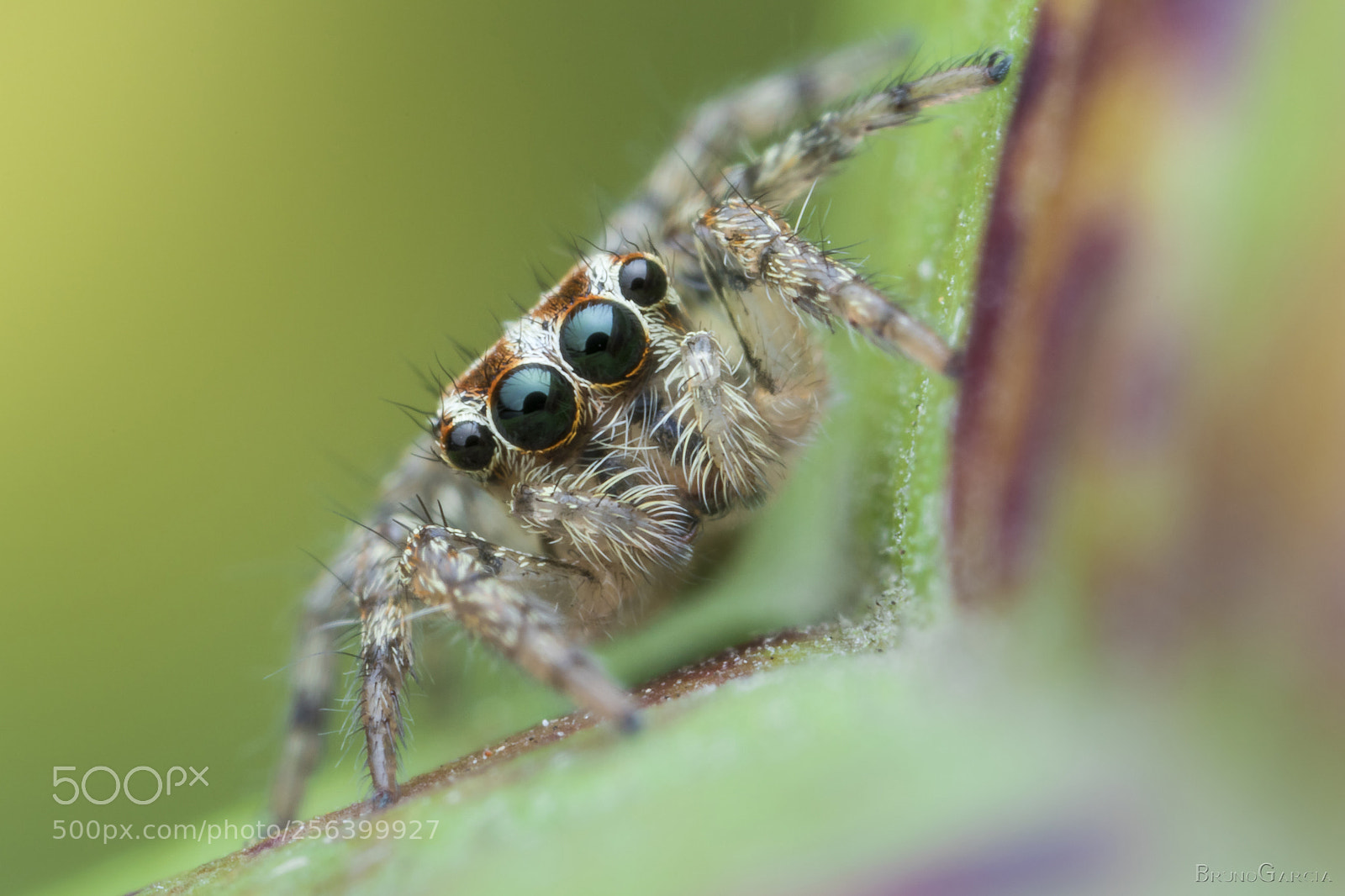 Canon EOS 80D sample photo. Plexippus paykulli photography