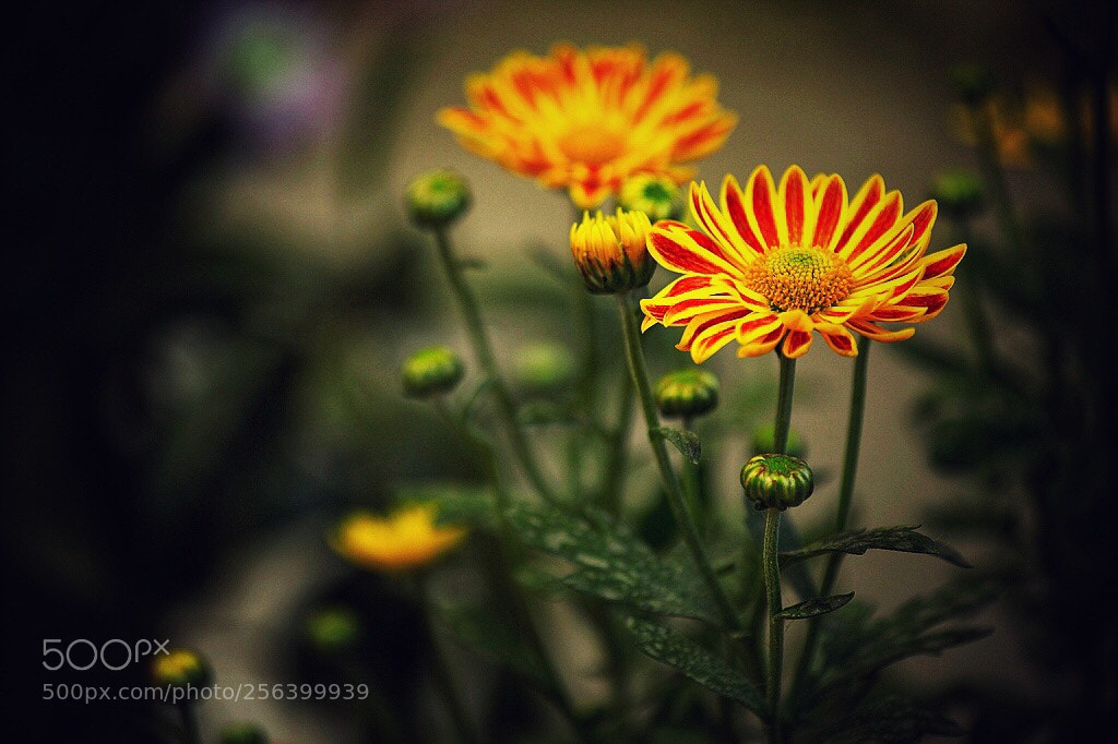 Canon EOS 5D Mark II sample photo. Untitled photography