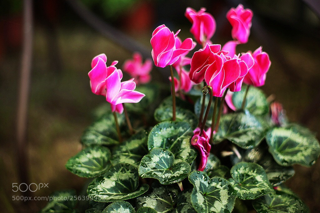 Canon EOS 5D Mark II sample photo. Untitled photography