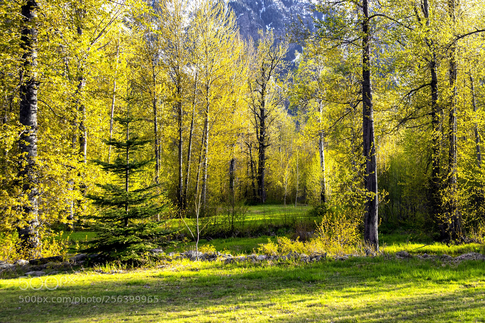 Nikon D800 sample photo. Evening light photography