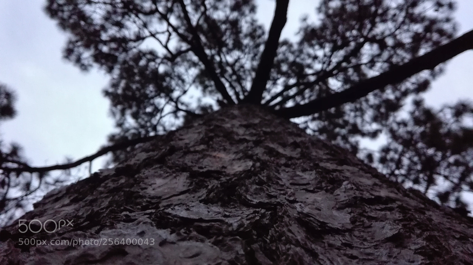 HUAWEI P8 Lite sample photo. Untitled photography