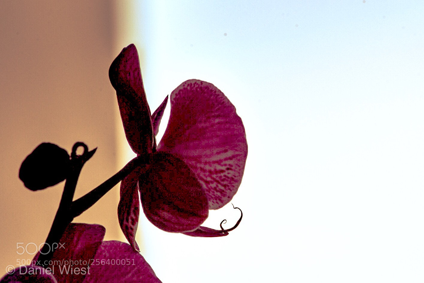 Nikon D7200 sample photo. Delicacy  photography
