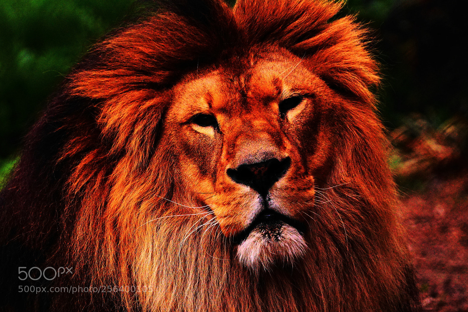 Sony a6300 sample photo. Portrait of the king photography