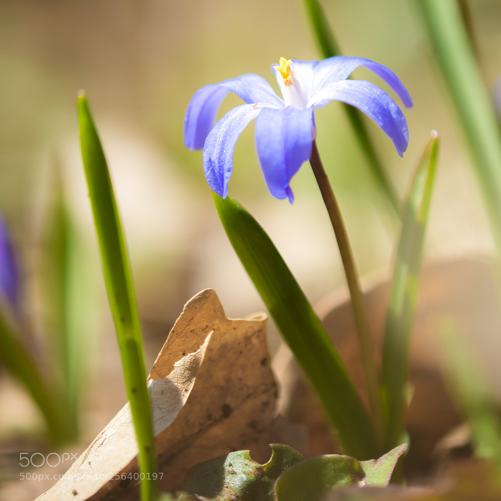 Canon EOS M5 sample photo. Small flower photography