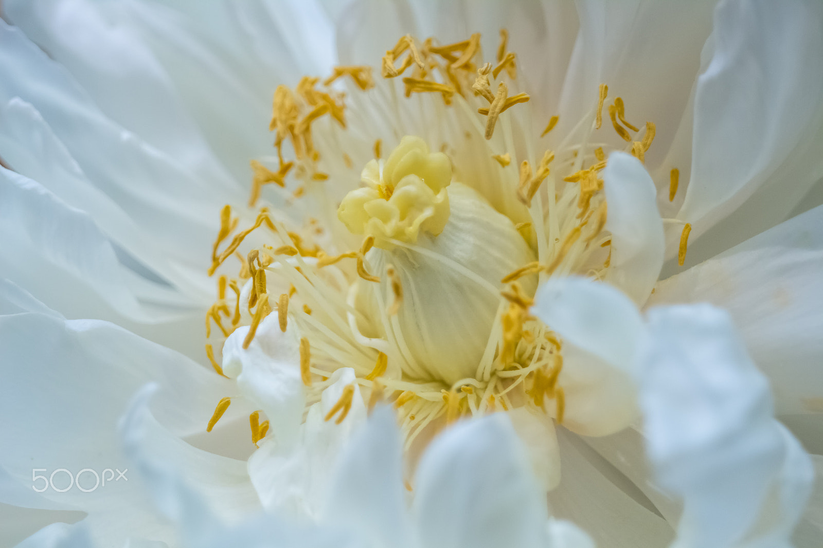 Canon EOS 700D (EOS Rebel T5i / EOS Kiss X7i) sample photo. Inside a peony photography