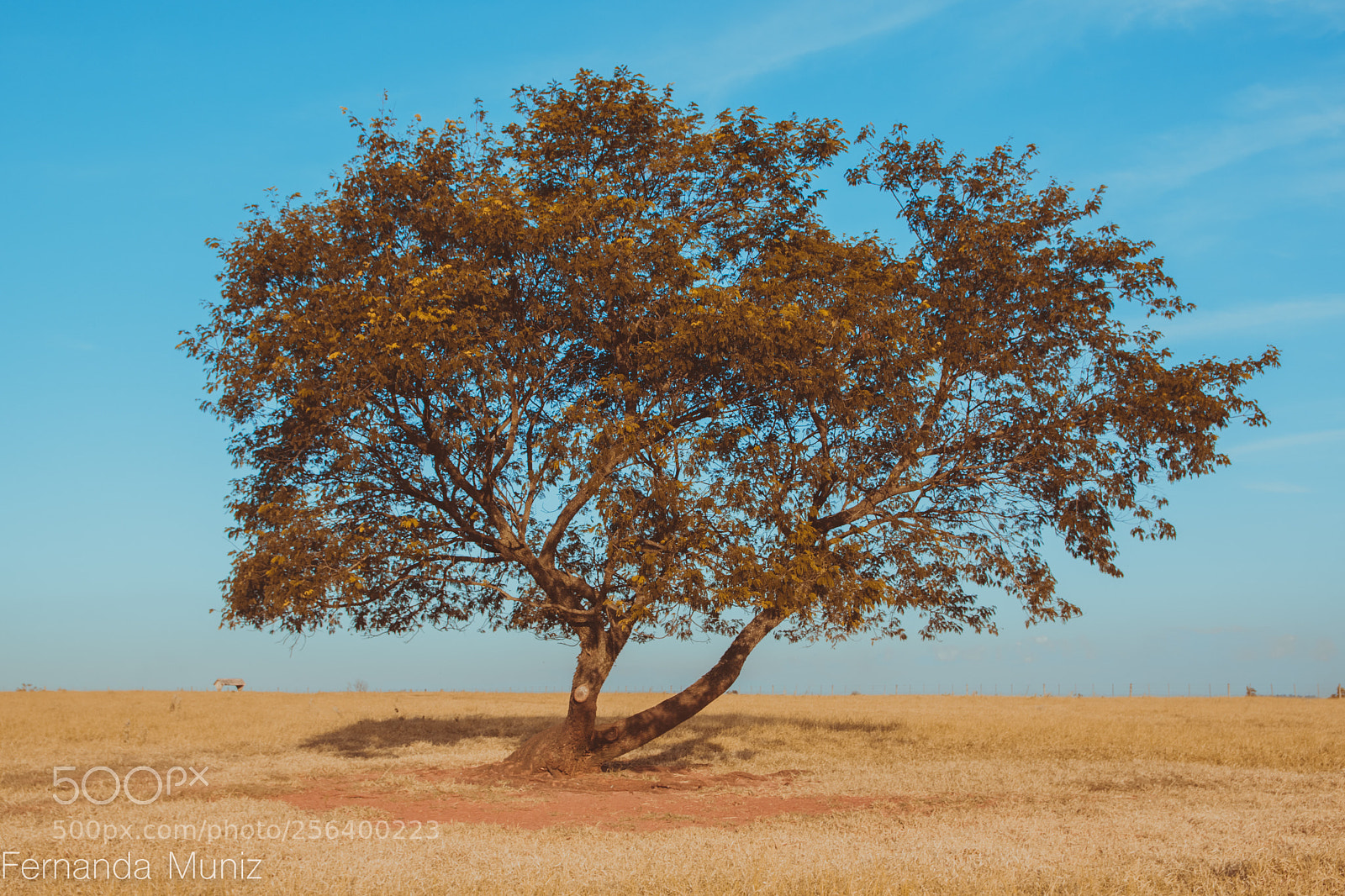 Nikon D5500 sample photo. Untitled photography