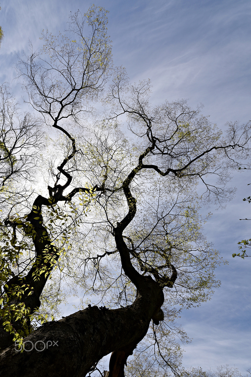 Nikon D810 + Sigma 12-24mm F4.5-5.6 II DG HSM sample photo. Color of spring photography