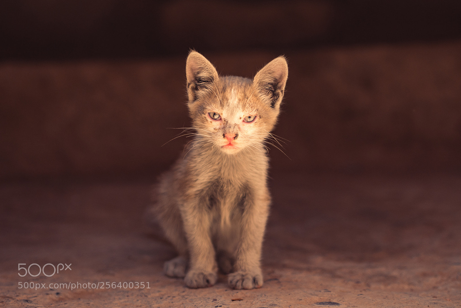 Panasonic Lumix DMC-GX7 sample photo. Orphan kitten photography