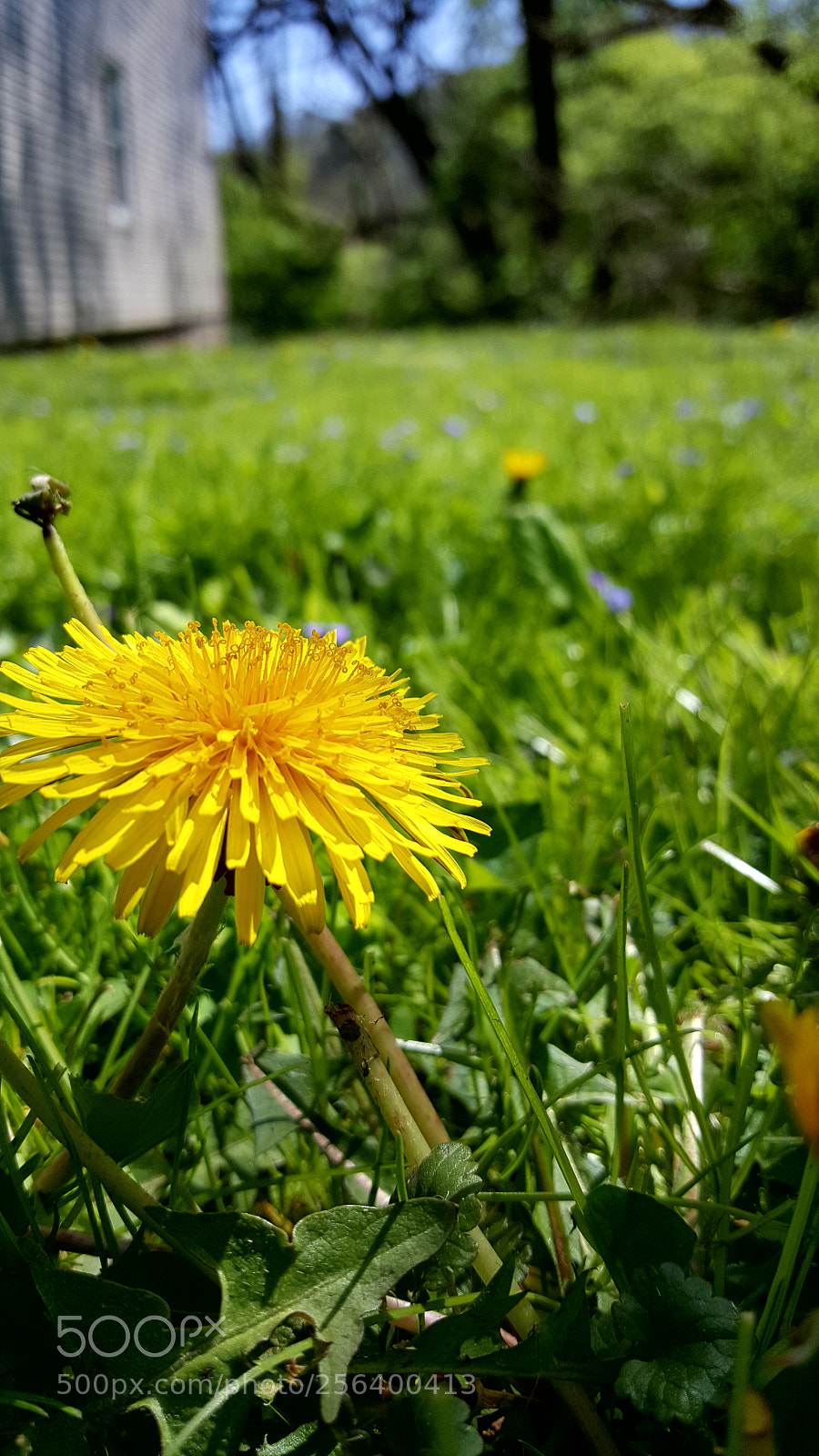 Samsung Galaxy S6 sample photo. April photography