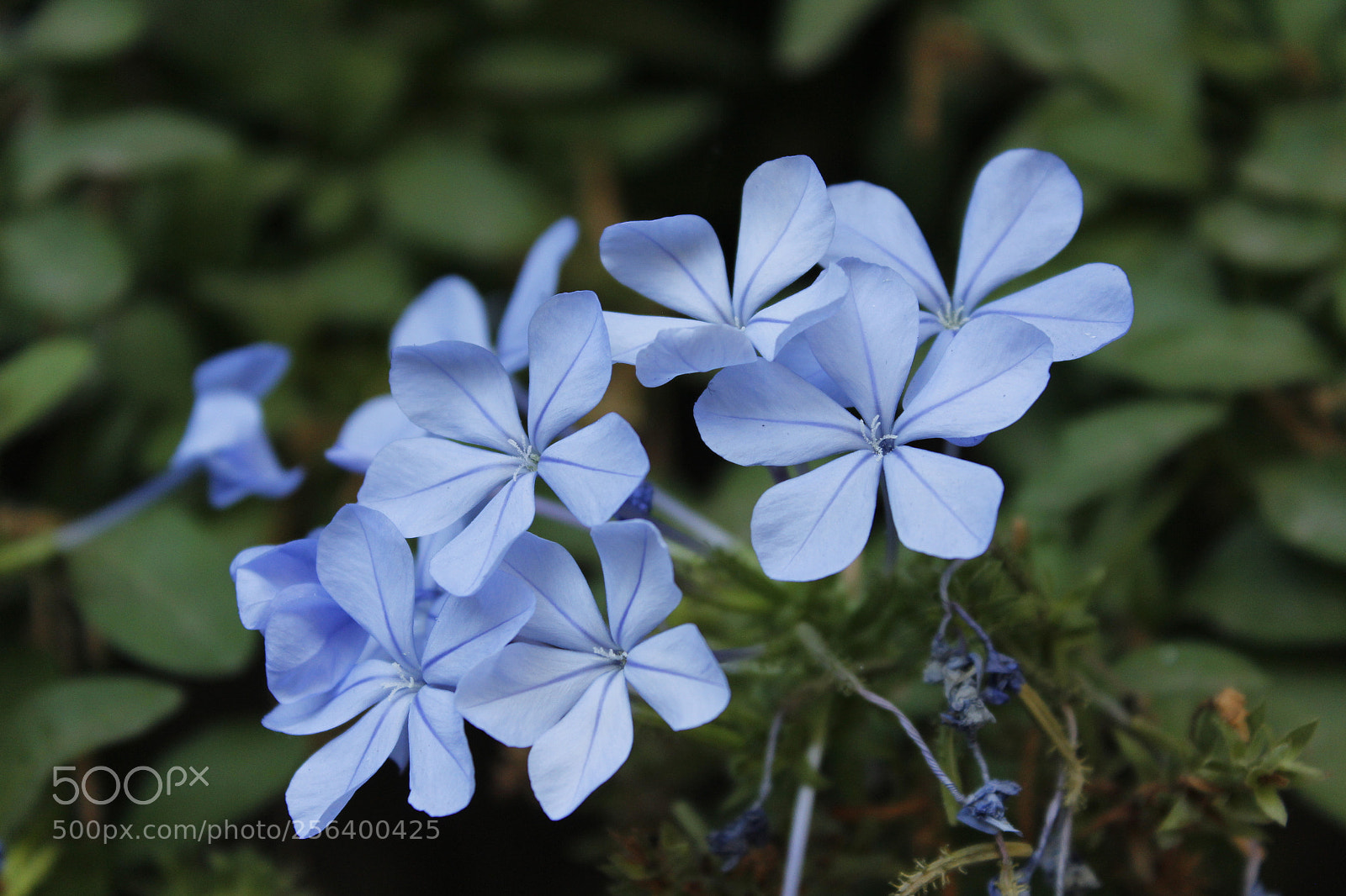 Canon EOS 1200D (EOS Rebel T5 / EOS Kiss X70 / EOS Hi) sample photo. Florzinha azul photography