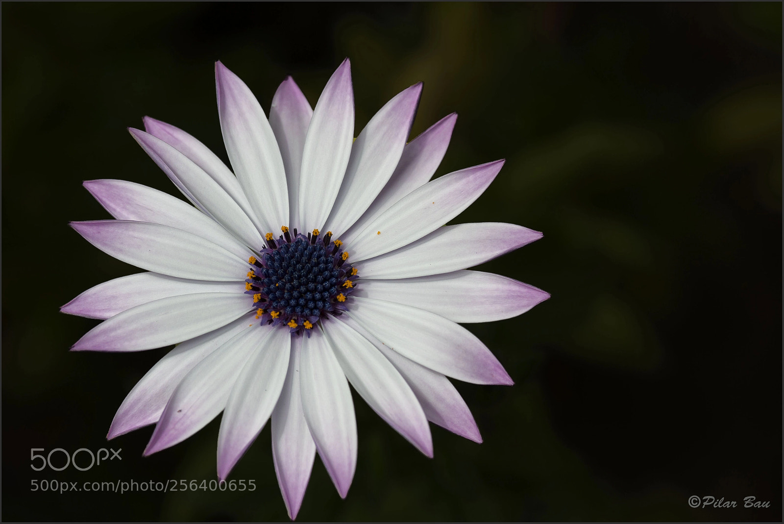 Nikon D3100 sample photo. Margarita photography