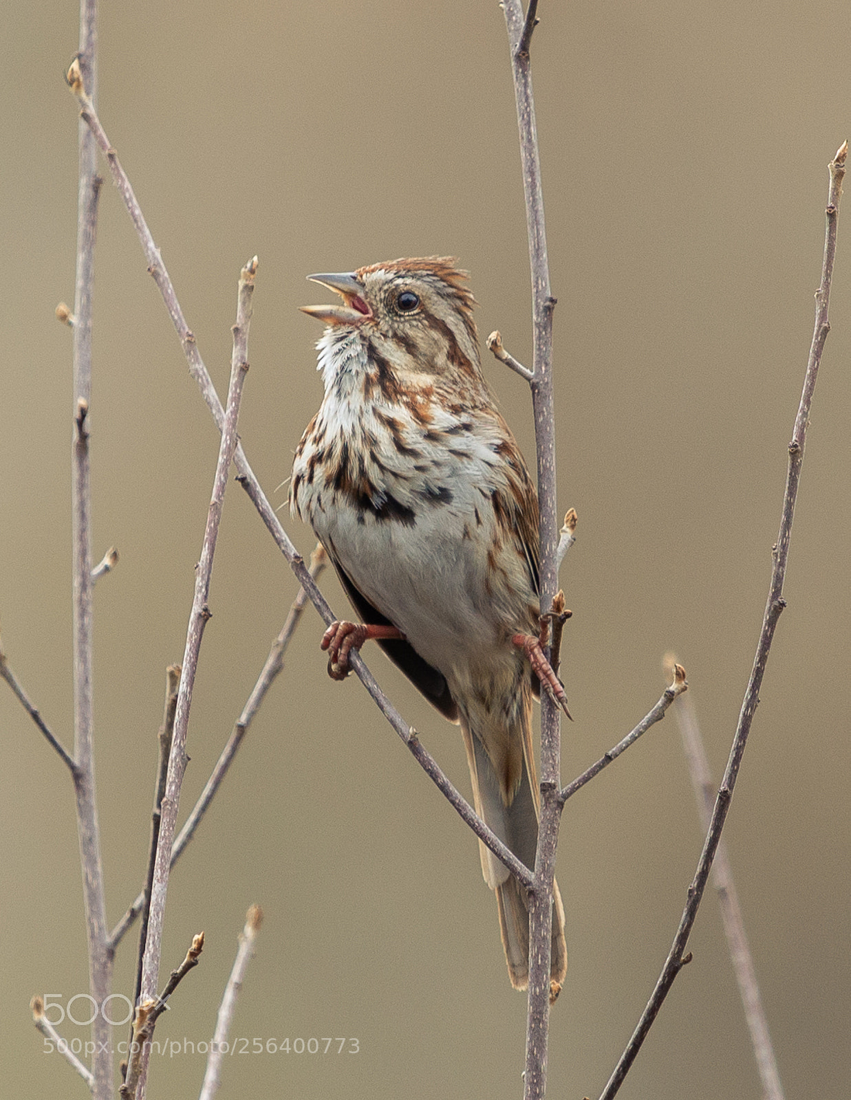 Nikon D610 sample photo. Lincoln's sparrow photography