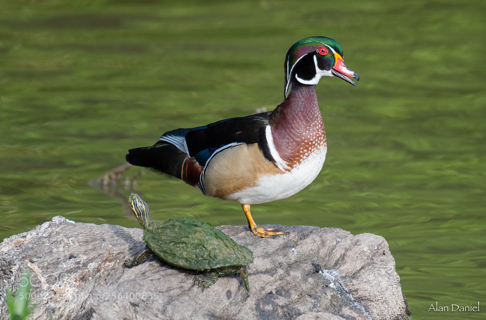 Nikon D750 sample photo. Sharing a rock at photography