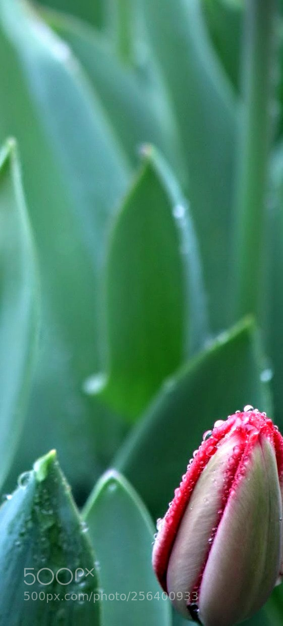 Canon EOS 750D (EOS Rebel T6i / EOS Kiss X8i) sample photo. The long and the photography