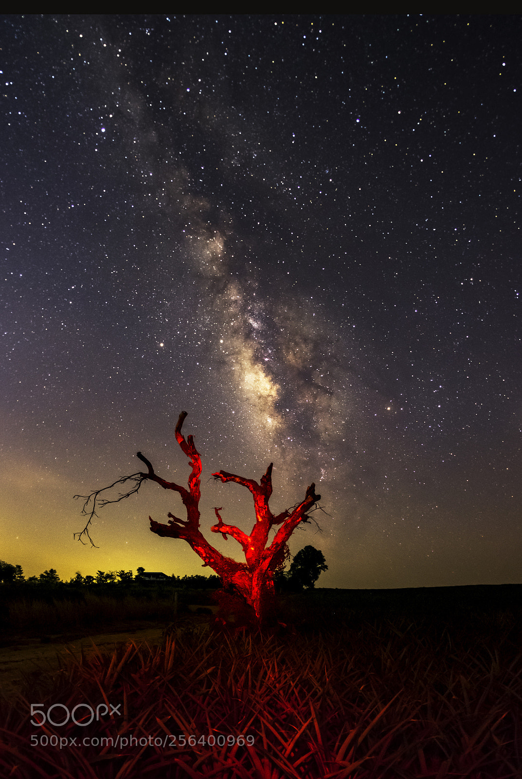 Fujifilm X-T20 sample photo. Tree fire photography