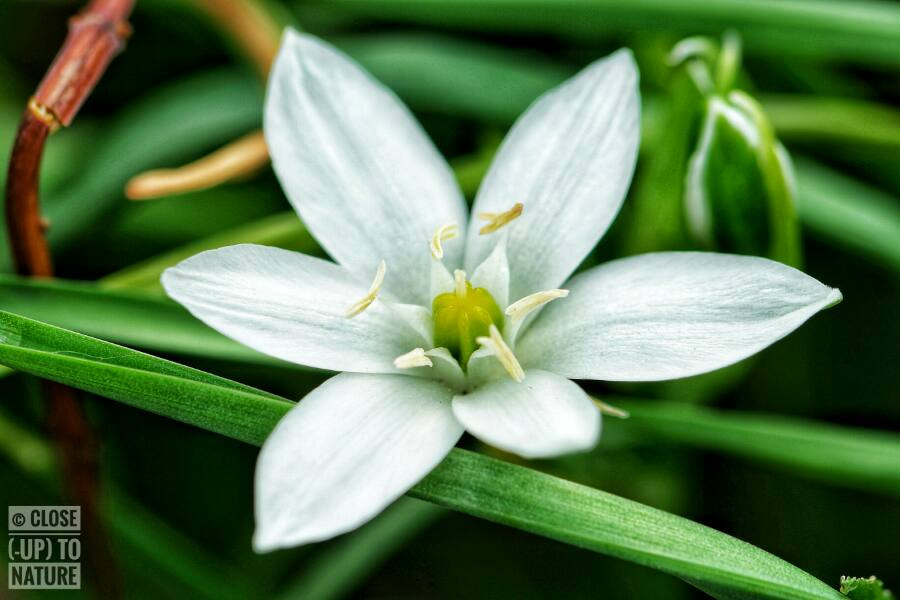 Samsung NX500 sample photo. Ornithogalum umbellatum photography