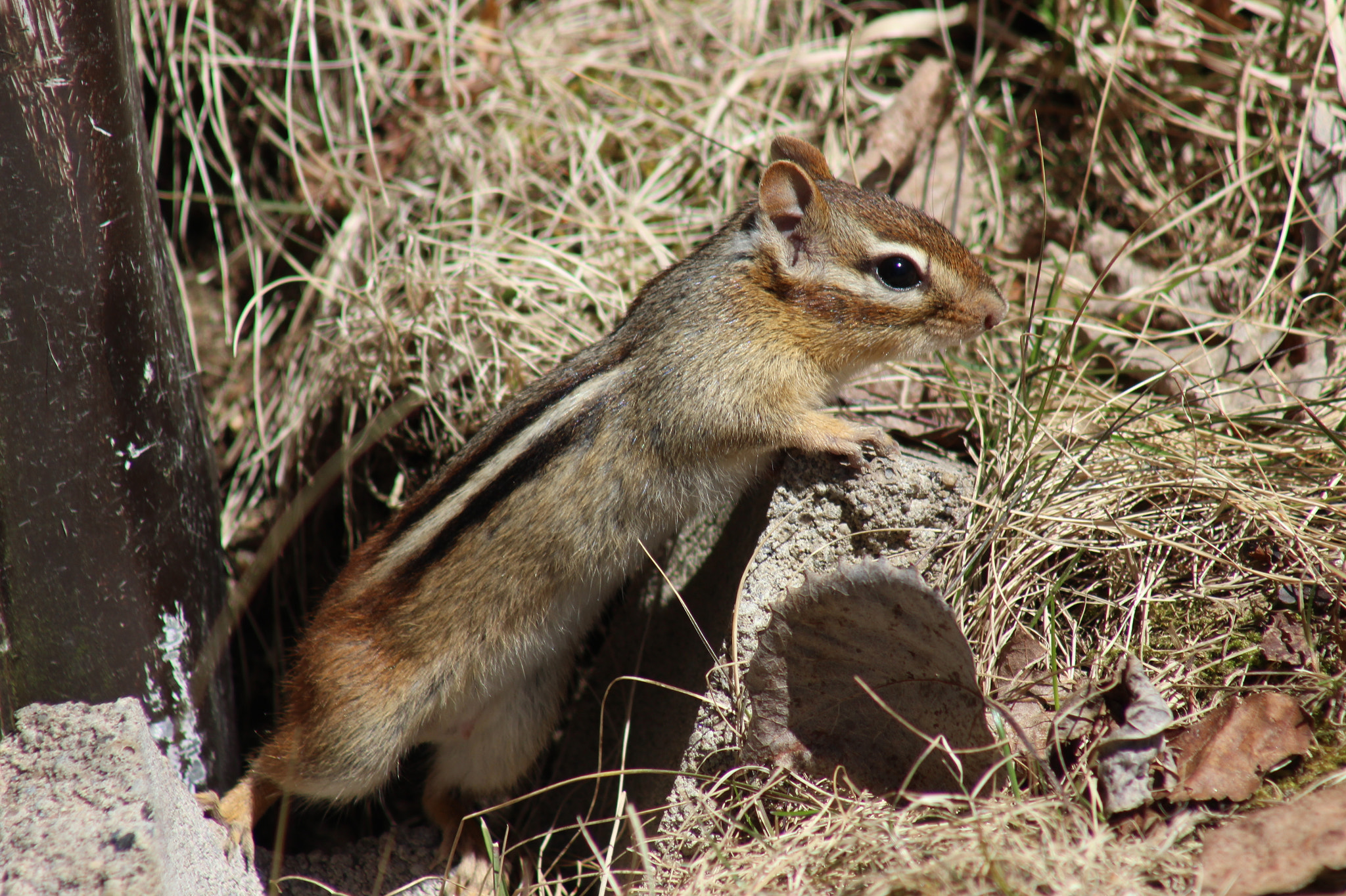 Canon EF 75-300mm f/4-5.6 USM sample photo. Img photography
